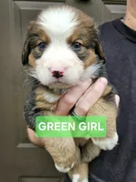 Green girl, a female Bernese Mountain Dog and Great Pyrenees for sale in Arlington, WA – Photo 2 of 3