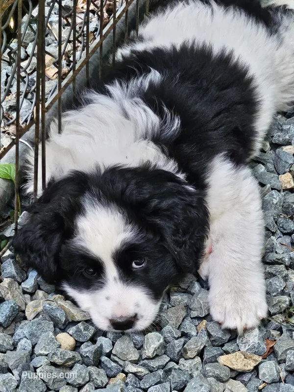 Black and white spotted Great Bernese  – Bernese Mountain Dog, Great Pyrenees puppy for sale in Arlington, WA