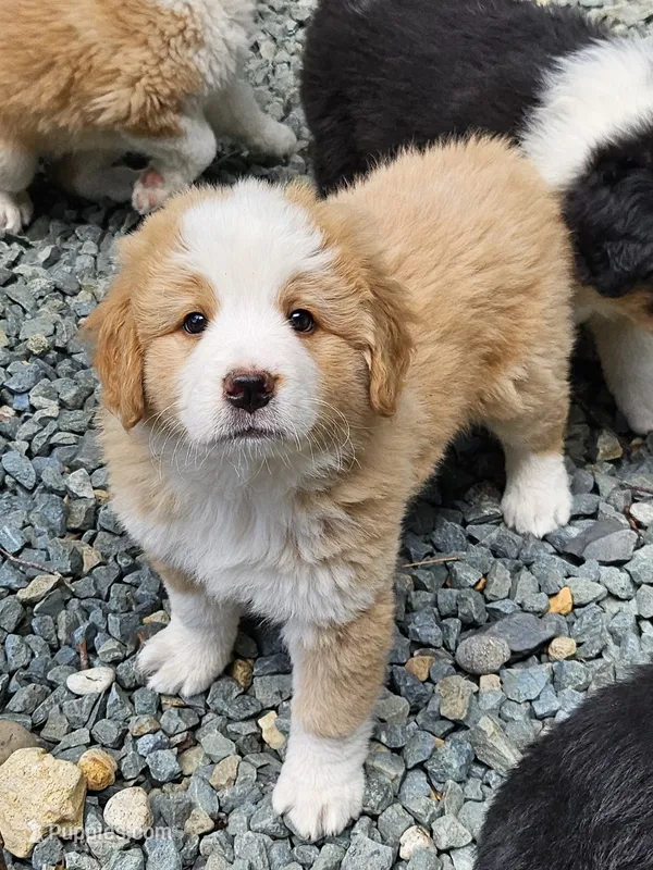 Light sable Great Bernese  – Bernese Mountain Dog, Great Pyrenees puppy for sale in Arlington, WA