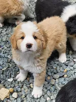 Light sable Great Bernese , a female Bernese Mountain Dog and Great Pyrenees for sale in Arlington, WA – 1 of 10