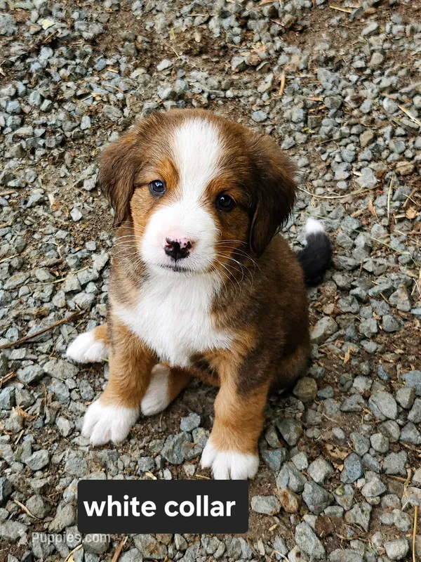 White collar  – Bernese Mountain Dog, Great Pyrenees puppy for sale in Arlington, WA