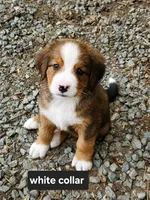 White collar , a female Bernese Mountain Dog and Great Pyrenees for sale in Arlington, WA – 1 of 2