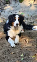 Light sable , a female Bernese Mountain Dog and Great Pyrenees for sale in Arlington, WA – 3 of 4