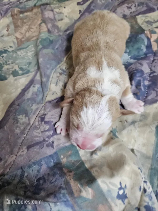 Light sable  – Bernese Mountain Dog, Great Pyrenees puppy for sale in Arlington, WA