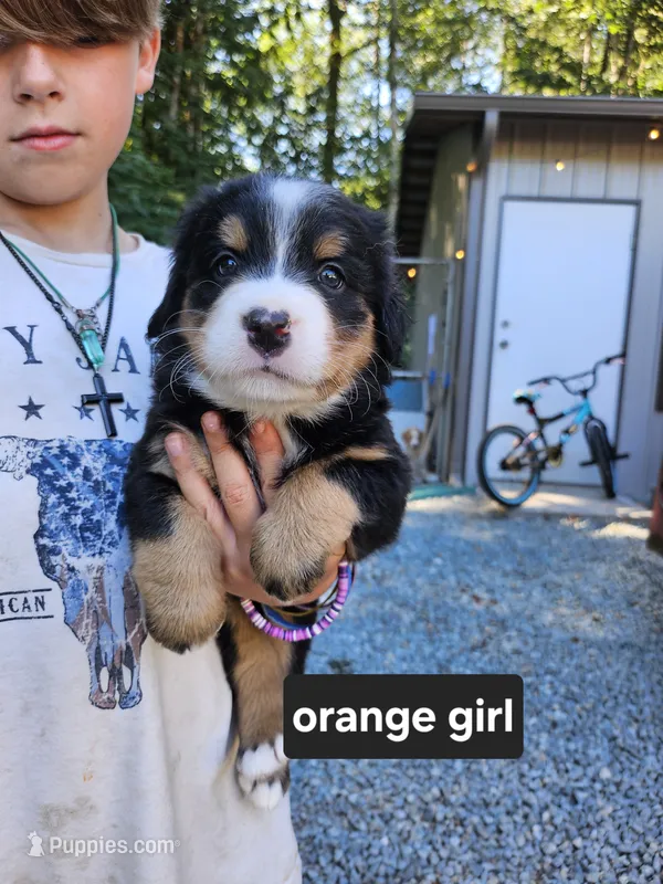 Great Bernese tri orange collar  – Bernese Mountain Dog, Great Pyrenees puppy for sale in Arlington, WA