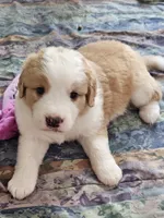 Light sable Great Bernese , a female Bernese Mountain Dog and Great Pyrenees for sale in Arlington, WA – 3 of 9
