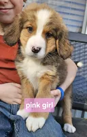 Pink girl, a female Bernese Mountain Dog and Great Pyrenees for sale in Arlington, WA – Photo 2 of 4
