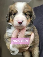 Pink girl, a female Bernese Mountain Dog and Great Pyrenees for sale in Arlington, WA – Photo 3 of 4