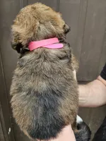 Pink girl, a female Bernese Mountain Dog and Great Pyrenees for sale in Arlington, WA – Photo 4 of 4