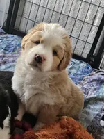 Light sable Great Bernese , a female Bernese Mountain Dog and Great Pyrenees for sale in Arlington, WA – 5 of 10