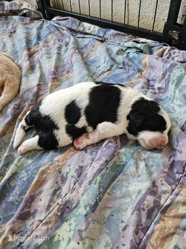Black and white spotted Great Bernese  – Bernese Mountain Dog, Great Pyrenees puppy for sale in Arlington, WA