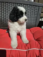 Black and white spotted Great Bernese , a female Bernese Mountain Dog and Great Pyrenees for sale in Arlington, WA – 3 of 10
