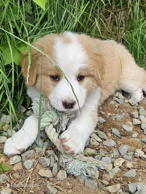 Light sable Great Bernese  – Bernese Mountain Dog, Great Pyrenees puppy for sale in Arlington, WA