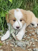 Light sable Great Bernese , a female Bernese Mountain Dog and Great Pyrenees for sale in Arlington, WA – 1 of 9
