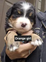 Great Bernese tri orange collar , a female Bernese Mountain Dog and Great Pyrenees for sale in Arlington, WA – 3 of 5