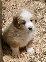 Light sable Great Bernese , a female Bernese Mountain Dog and Great Pyrenees for sale in Arlington, WA – 3 of 10