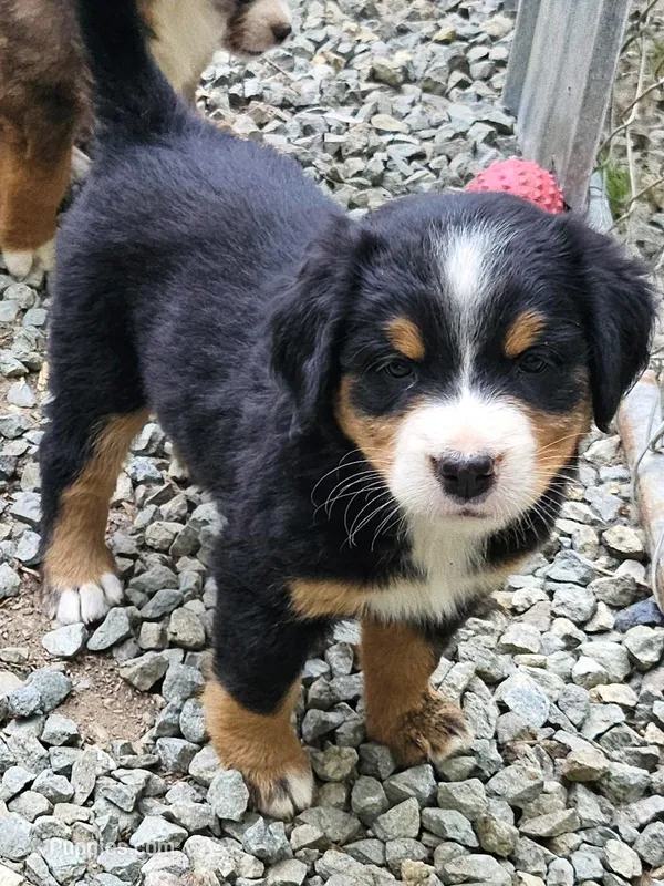 Great Bernese tri orange collar  – Bernese Mountain Dog, Great Pyrenees puppy for sale in Arlington, WA