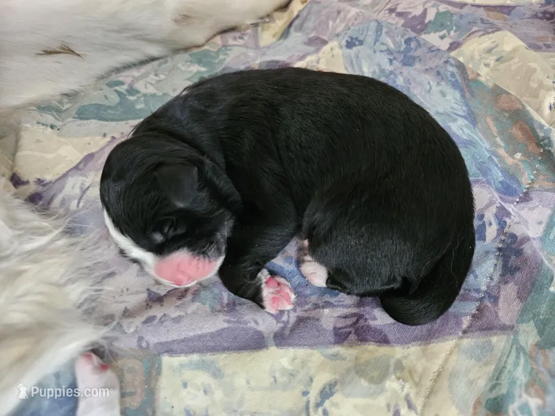 Black and white  – Bernese Mountain Dog, Great Pyrenees puppy for sale in Arlington, WA