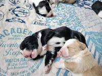 Black and white Great Bernese , a female Bernese Mountain Dog and Great Pyrenees for sale in Arlington, WA – 2 of 6