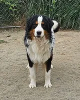 Black and white , a female Bernese Mountain Dog and Great Pyrenees for sale in Arlington, WA – 3 of 4