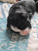Black and white Great Bernese , a female Bernese Mountain Dog and Great Pyrenees for sale in Arlington, WA – 3 of 6