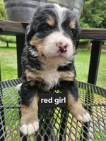 Great Bernese red collar tri, a female Bernese Mountain Dog and Great Pyrenees for sale in Arlington, WA – 3 of 3
