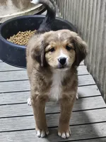 Red girl, a female Bernese Mountain Dog and Great Pyrenees for sale in Arlington, WA – Photo 3 of 7