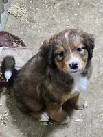 Red girl, a female Bernese Mountain Dog and Great Pyrenees for sale in Arlington, WA – Photo 5 of 7