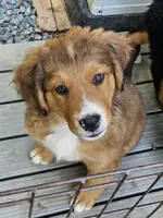 Red girl, a female Bernese Mountain Dog and Great Pyrenees for sale in Arlington, WA – Photo 1 of 7