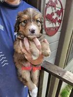 Red girl, a female Bernese Mountain Dog and Great Pyrenees for sale in Arlington, WA – Photo 7 of 7