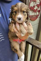 Red girl, a female Bernese Mountain Dog and Great Pyrenees for sale in Arlington, WA – Photo 6 of 7