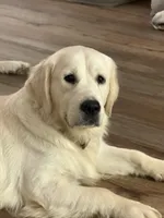 Tessa, a female English Cream Golden Retriever for sale in College Station, TX – 2 of 3