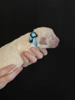 AKC Light Blue Male, a male Golden Retriever for sale in College Station, TX – Photo 3 of 5