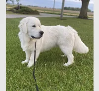 AKC Light Blue Male, a male Golden Retriever for sale in College Station, TX – Photo 4 of 5