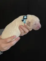 AKC Light Blue Male, a male Golden Retriever for sale in College Station, TX – Photo 2 of 5