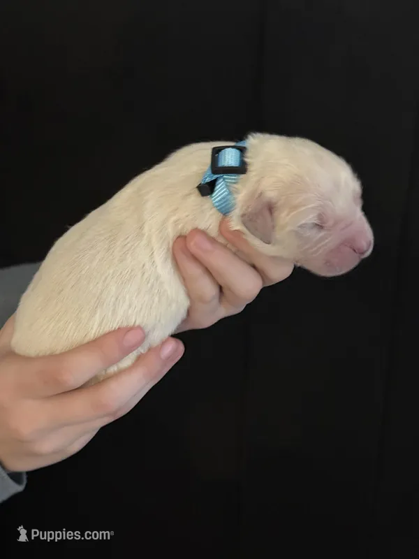 AKC Blue collar, a male English Cream Golden Retriever for sale in College Station, TX – Photo 1 of 3