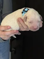 AKC Blue collar, a male English Cream Golden Retriever for sale in College Station, TX – Photo 2 of 3