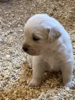 AKC Red girl, a female Golden Retriever for sale in College Station, TX – Photo 3 of 4
