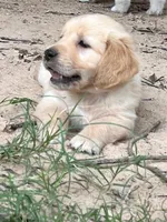 AKC Red girl, a female Golden Retriever for sale in College Station, TX – Photo 1 of 4