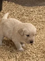 AKC Red girl, a female Golden Retriever for sale in College Station, TX – Photo 2 of 4