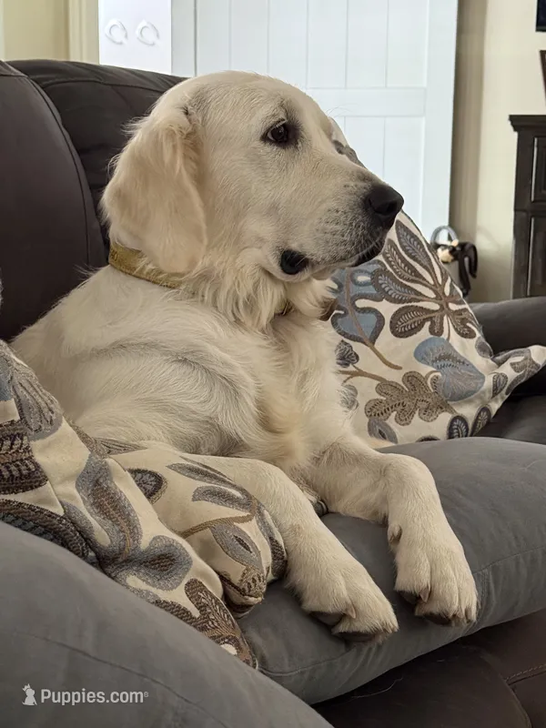 Tessa – English Cream Golden Retriever puppy on hold in College Station, TX