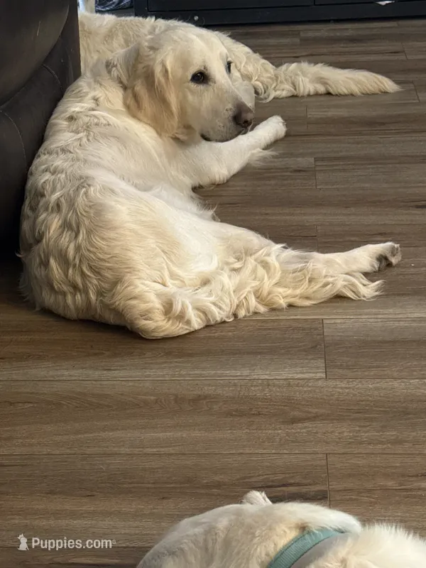 Henry – Golden Retriever puppy on hold in College Station, TX