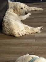 Henry, a male Golden Retriever for sale in College Station, TX – 1 of 4