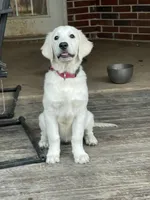 AKC English Cream, a female Golden Retriever for sale in College Station, TX – Photo 3 of 5
