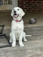 AKC English Cream, a female Golden Retriever for sale in College Station, TX – Photo 1 of 5