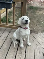 AKC English Cream, a female Golden Retriever for sale in College Station, TX – Photo 5 of 5