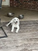 AKC English Cream, a female Golden Retriever for sale in College Station, TX – Photo 2 of 5