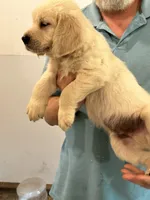 AKC Orange Male, a male Golden Retriever for sale in College Station, TX – Photo 4 of 4