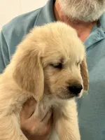 AKC Orange Male, a male Golden Retriever for sale in College Station, TX – Photo 1 of 4