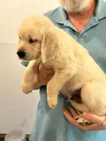 AKC Orange Male, a male Golden Retriever for sale in College Station, TX – Photo 2 of 4